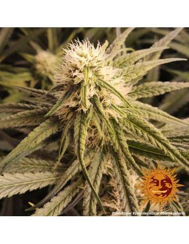 BARNEY'S FARM - Peyote Critical - 4