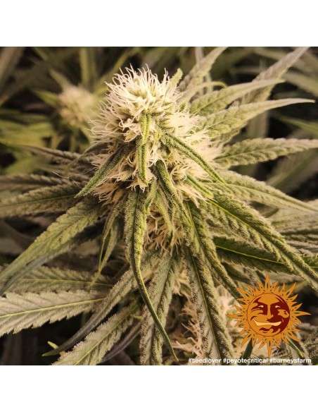 BARNEY'S FARM - Peyote Critical - 4