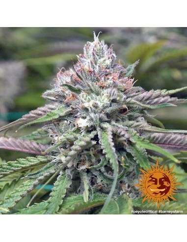 BARNEY'S FARM - Peyote Critical - 5