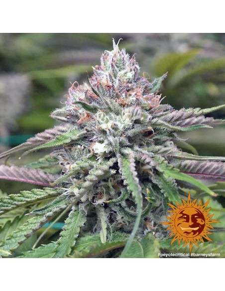BARNEY'S FARM - Peyote Critical - 5