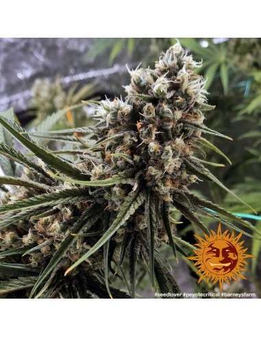 BARNEY'S FARM - Peyote Critical - 6
