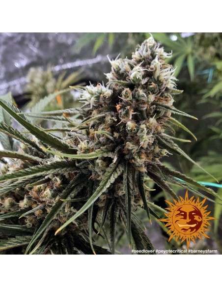 BARNEY'S FARM - Peyote Critical - 6