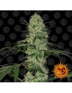 BARNEY'S FARM - Tangerine Dream Auto - 1