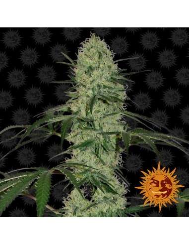 BARNEY'S FARM - Tangerine Dream Auto - 1