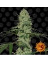 BARNEY'S FARM - Tangerine Dream Auto - 1