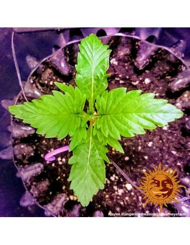 BARNEY'S FARM - Tangerine Dream Auto - 2