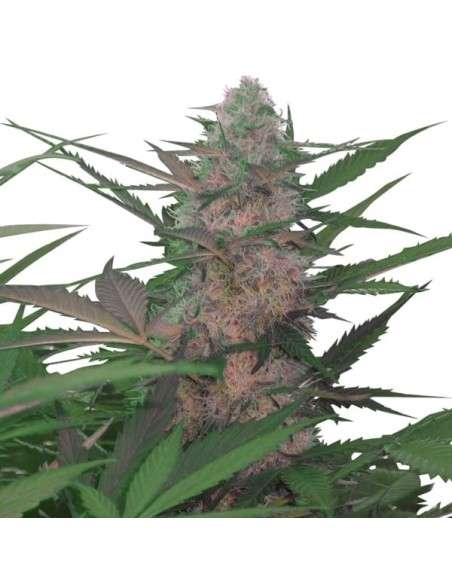 ROYAL QUEEN SEEDS - Royal AK Automatic - 4