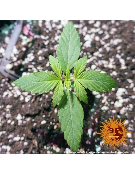 BARNEY'S FARM - Tangerine Dream Auto - 3