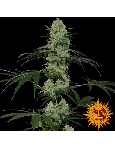 BARNEY'S FARM - Tangerine Dream Auto - 4