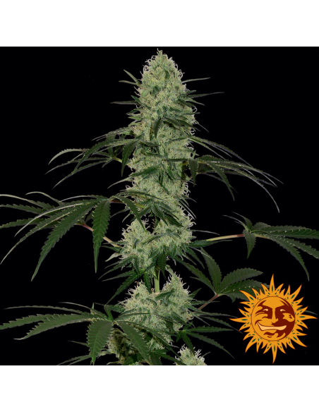 BARNEY'S FARM - Tangerine Dream Auto - 4