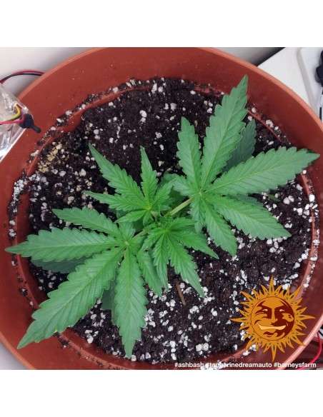 BARNEY'S FARM - Tangerine Dream Auto - 5