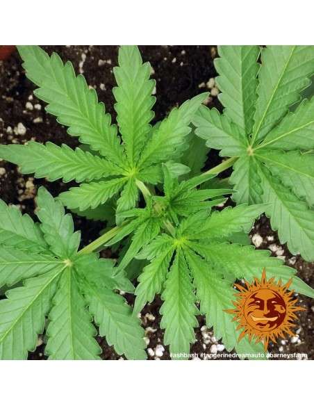 BARNEY'S FARM - Tangerine Dream Auto - 6