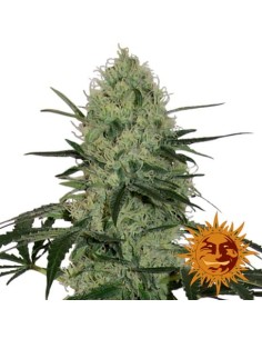 BARNEY'S FARM - Tangerine Dream Auto - 1 2