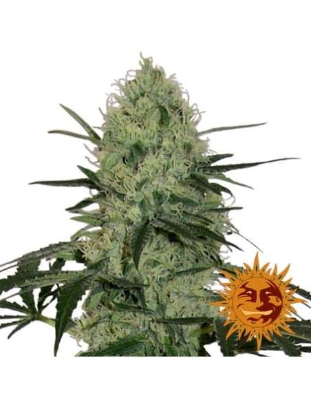 BARNEY'S FARM - Tangerine Dream Auto - 7