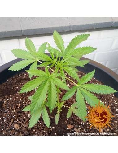 BARNEY'S FARM - Tangerine Dream Auto - 8