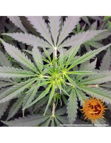 BARNEY'S FARM - Tangerine Dream Auto - 9