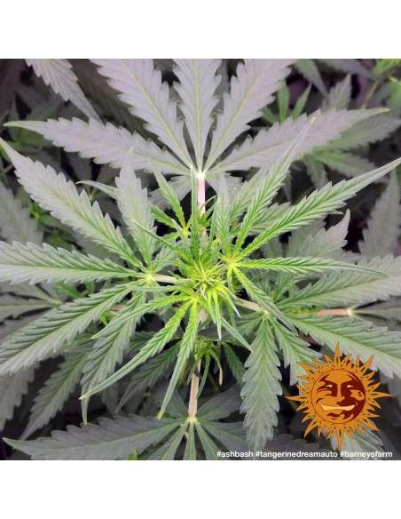 BARNEY'S FARM - Tangerine Dream Auto - 9