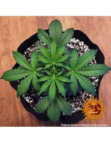 BARNEY'S FARM - Tangerine Dream Auto - 10