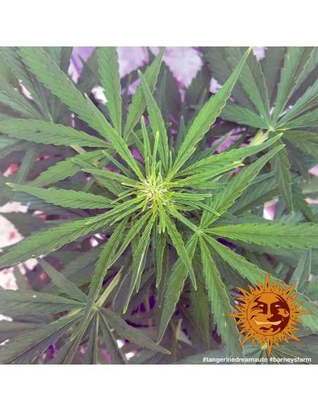 BARNEY'S FARM - Tangerine Dream Auto - 11