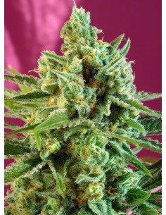 SWEET SEEDS - S.A.D. Sweet Afgani Delicious CBD - 1
