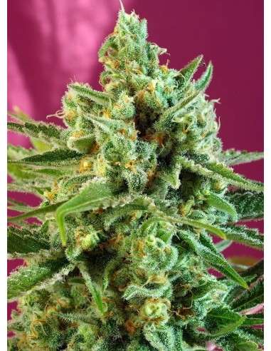 SWEET SEEDS - S.A.D. Sweet Afgani Delicious CBD - 1