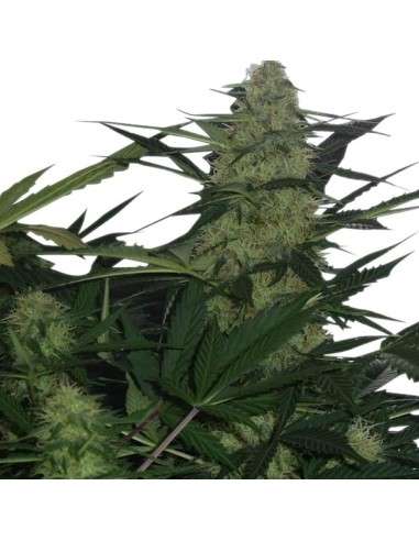 ROYAL QUEEN SEEDS - Royal AK Automatic - 5
