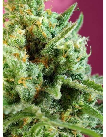 SWEET SEEDS - S.A.D. Sweet Afgani Delicious CBD - 2