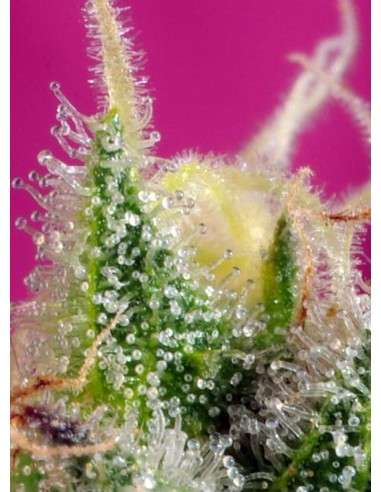 SWEET SEEDS - S.A.D. Sweet Afgani Delicious CBD - 3
