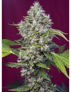 SWEET SEEDS - San Fernando Lemon Kush - 1