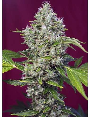 SWEET SEEDS - San Fernando Lemon Kush - 1