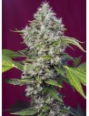 SWEET SEEDS - San Fernando Lemon Kush - 1