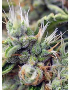 SWEET SEEDS - San Fernando Lemon Kush - 1 2