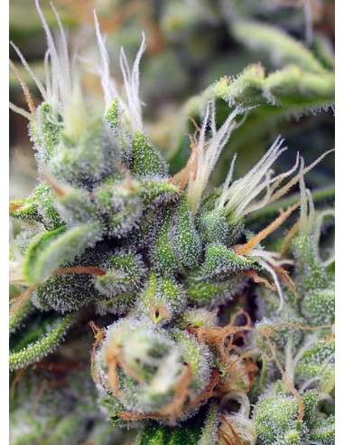 SWEET SEEDS - San Fernando Lemon Kush - 2