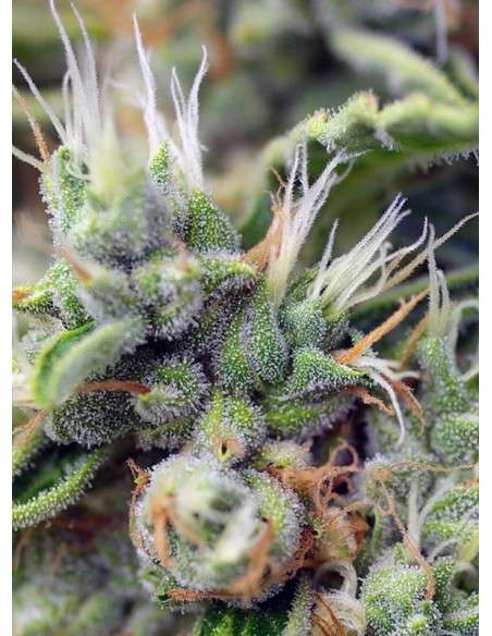 SWEET SEEDS - San Fernando Lemon Kush - 2