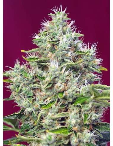 SWEET SEEDS - San Fernando Lemon Kush - 3