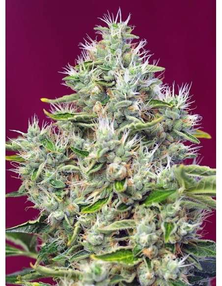 SWEET SEEDS - San Fernando Lemon Kush - 3