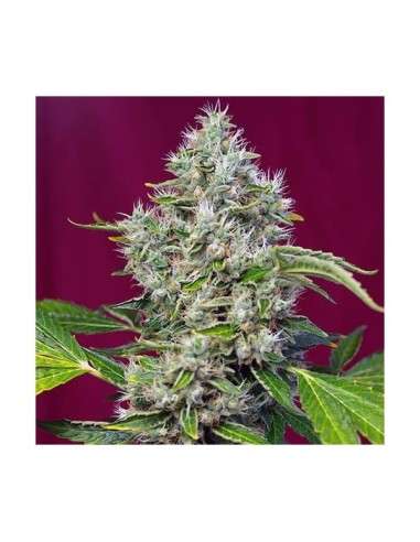 SWEET SEEDS - San Fernando Lemon Kush - 6