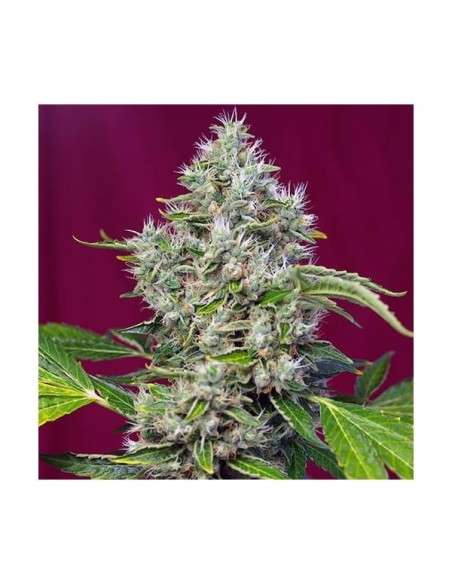 SWEET SEEDS - San Fernando Lemon Kush - 6