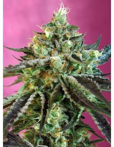 SWEET SEEDS - Sweet Nurse Auto CBD - 1