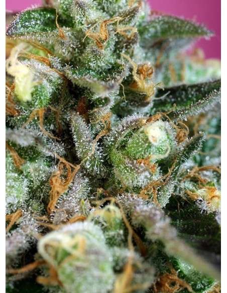 SWEET SEEDS - Sweet Nurse Auto CBD - 2
