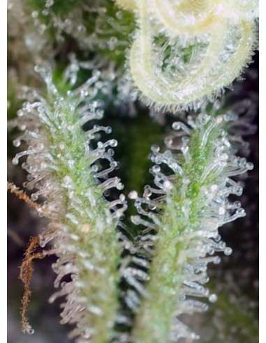 SWEET SEEDS - Sweet Nurse Auto CBD - 3