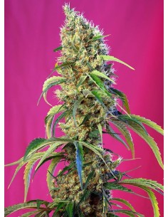 SWEET SEEDS - Black Jack CBD - 1