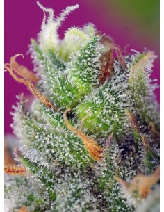 SWEET SEEDS - Black Jack CBD - 1 2