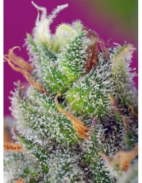SWEET SEEDS - Black Jack CBD - 2