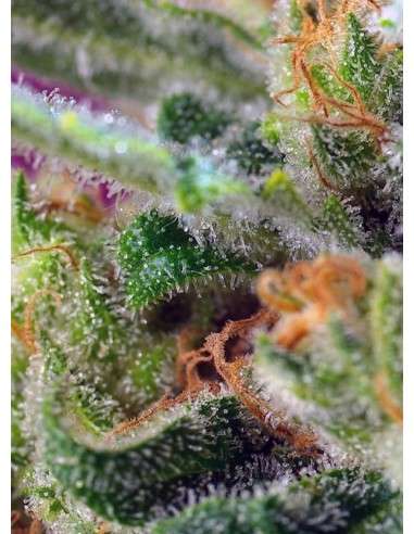 SWEET SEEDS - Black Jack CBD - 3