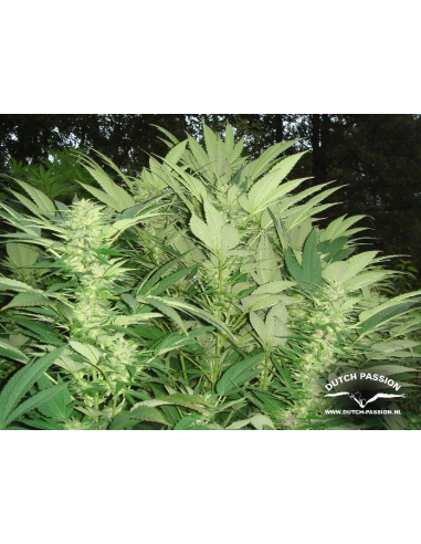DUTCH PASSION - Durban Poison - 4