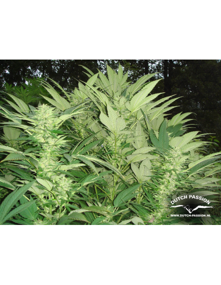 DUTCH PASSION - Durban Poison - 4