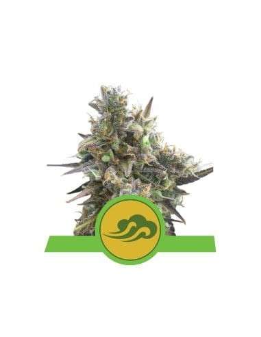 ROYAL QUEEN SEEDS - Royal Bluematic Automatic - 1