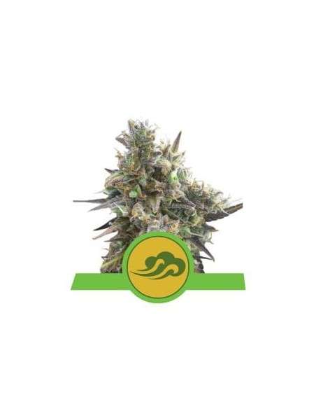 ROYAL QUEEN SEEDS - Royal Bluematic Automatic - 1