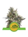 ROYAL QUEEN SEEDS - Royal Bluematic Automatic - 1